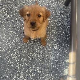 Girl 4 - Dark golden female Golden Retriever puppy in Litchfield, Illinois from Moore’s Goldens