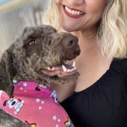 Lagotto Romagnolo Puppies from Anna’s Lagottos