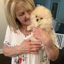 Pomeranian Puppies from Halo Poms