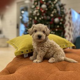 Havanese and Havapoo Puppies from Ladypawspuppies