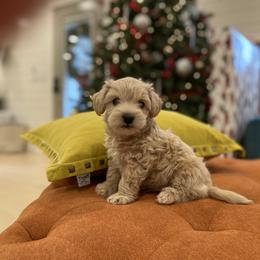 Havanese and Havapoo Puppies from Ladypawspuppies