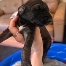 Teal - Red female Afghan Hound puppy in Cottonwood, California from California Royal Afgans