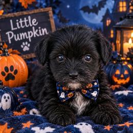 Macon - Black male Yorkipoo puppy in Lebanon, Kentucky from Mosaic Merle Doodles
