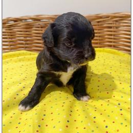 Girl 2 Aussie Doodle - Black female Miniature Australian Shepherd puppy in Pensacola, Florida from TNT MINI AUSSIES
