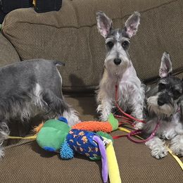 Miniature Schnauzers from Suncoast Miniature Schnauzers