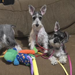 Miniature Schnauzers from Suncoast Miniature Schnauzers