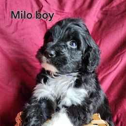 Milo - Black and white male Portuguese Water Dog puppy in Narvon, Pennsylvania from Prized Family Porties
