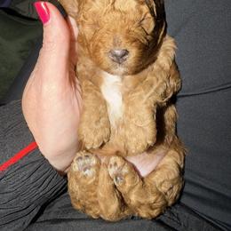 Purple - Cafe au lait female Maltipoo puppy in Union City, Tennessee from Rosie’s Maltipoo’s
