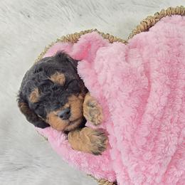Cavapoos and Maltipoos from Sara Kingston