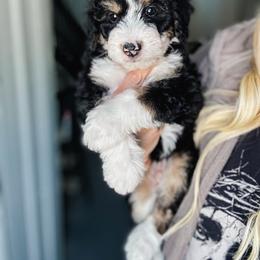 Thor - Tri-color male Bernedoodle puppy in Jackson, Missouri from Pincksten Family Doodles
