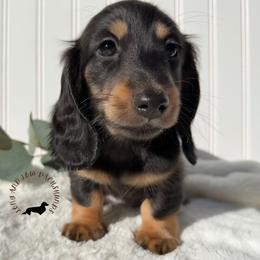Black and Tan Male - Black and tan male Dachshund puppy in Nampa, Idaho from Long_and_Low_Dachshunds