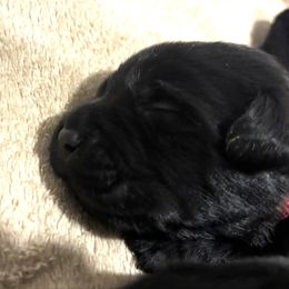 Marie - Black female Labrador Retriever puppy in Mesa, Arizona from Merakxel Kennels