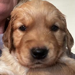Miss Purple - Golden female Golden Retriever puppy in Stratton, Colorado from Anam Cara Retrievers