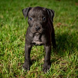 Noir - Black female American Bully puppy in El Dorado, Arkansas from KO Dynasty Kennels
