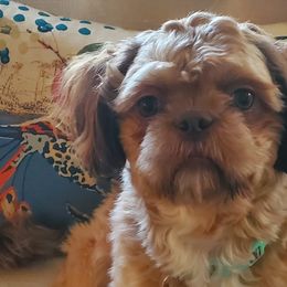 Shih Tzus from Dancing Sun Breeding