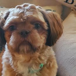 Shih Tzus from Dancing Sun Breeding