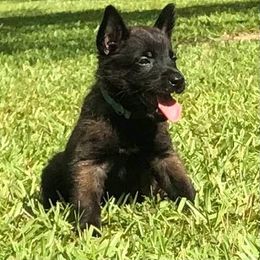 Belgian Malinois Puppies from Tactimal K9 Kennels