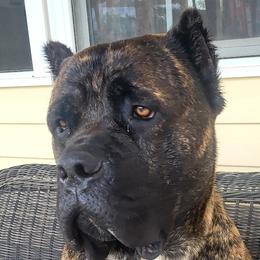 Hank - Cane Corso