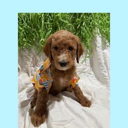 AKC Standard poodle Louis - Red  male Poodle puppy in Harrisburg, Arkansas from Ransone’s Ridge Runners Poodles and Doodles