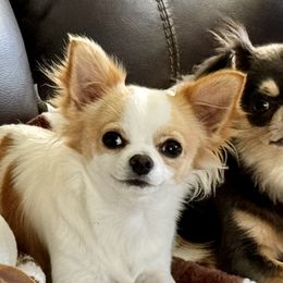 Chihuahuas from Pensacola Chi Garden