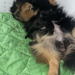 Pomeranian Puppies from Silver’s Reigning Heir Poms