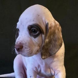 Pine - Chestnut male Braque du Bourbonnais puppy in Deer Lodge, Tennessee from Steady Wind Braque du Bourbonnais Pointers