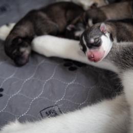 Siberian Husky Puppies from Ivie Huskies