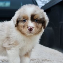 Australian Shepherd Puppies from AW Standard Aussies
