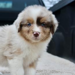 Australian Shepherd Puppies from AW Standard Aussies