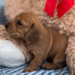 Female 1 - Dapple female Dachshund puppy in Chino Hills, California from Wooofyland LLC