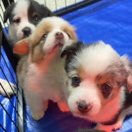 American Corgis, Companion Crosses, and Deutsch-Drahthaars from Brave Country Kennels