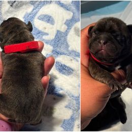 Red collar - Brindle male French Bulldog puppy in Humble, Texas from Tip Top Bully House
