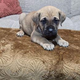 Punkin - Fawn female Cane Corso puppy in Elkhart, Indiana from Martins Almighty Cane Corsos