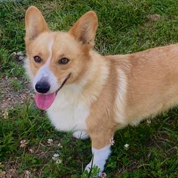 Pembroke Welsh Corgis, Poodles, and Toy Australian Shepherds from Sweet Peach Puppies