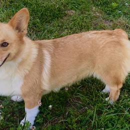 Pembroke Welsh Corgis, Poodles, and Toy Australian Shepherds from Sweet Peach Puppies