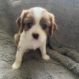 Teddy - Blenheim male Cavalier King Charles Spaniel puppy in Orrville, Ohio from Heart of a Cavalier
