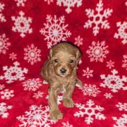 Daisy - Red female Cavapoo puppy in Copan, Oklahoma from Lebel Cavapoos