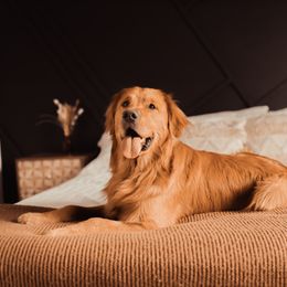 Golden Retrievers from Living The Golden Life