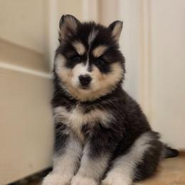 Sinon - Black and white female Siberian Husky puppy in Buckeye, Arizona from Anime Huskies