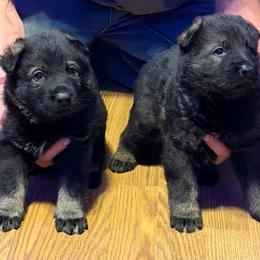 Orange collar- Sable Boy - Sable male German Shepherd puppy in Allegan, Michigan from Parsons German Shepherds
