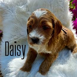 Daisy - Red  female Goldendoodle puppy in Travelers Rest, South Carolina from Bailey Mountain Doodles