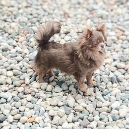 Chihuahua puppies from MI Chihuahua