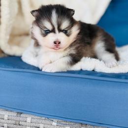 Solo - Black and white male Pomsky puppy in Yavapai County, Arizona from Pawsh Pomskies