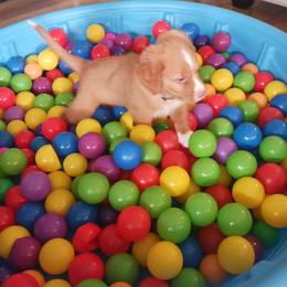 Nova Scotia Duck Tolling Retriever Puppies from Red Hill Tollers