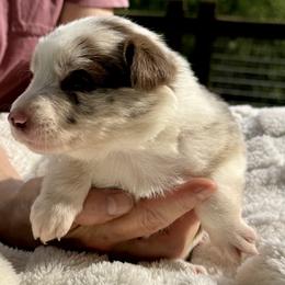 Buttercup - Red merle female Border Collie puppy in East Ellijay, Georgia from Nine Peaks Border Collies