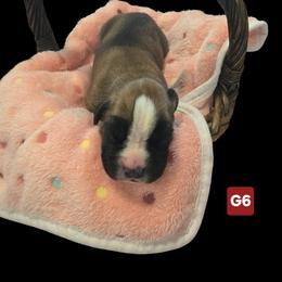 Girl 6 - female Boxer puppy in Leland, North Carolina from Ocean Breeze Boxers