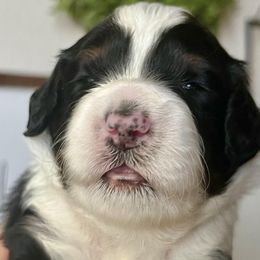 Jade - Bernedoodle puppy from Hope Valley Doodles