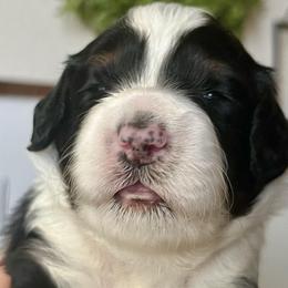 Jade - Bernedoodle puppy from Hope Valley Doodles