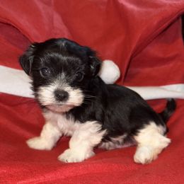 Milo - Black and white male Shihpoo puppy in Cane Savannah, South Carolina from Dws_kennelservices