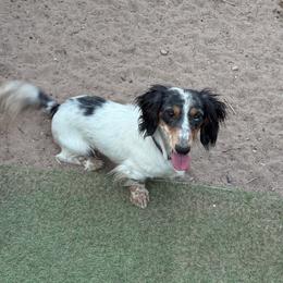 Jarvis - Dachshund